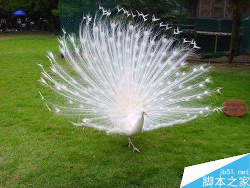 PPT怎么添加音乐音频呢?”