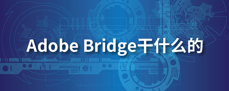 adobe bridge干什么的”
