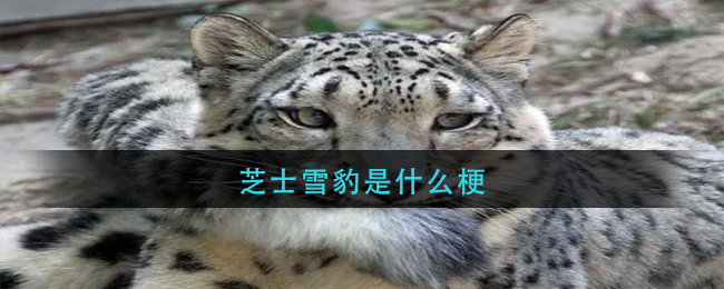 芝士雪豹梗怎么来的？芝士雪豹梗含义和出处介绍”
